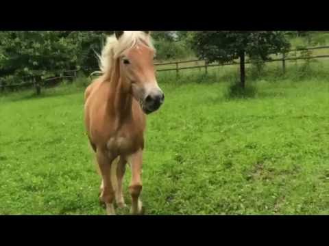 Verkaufspferd Viola | Haflingerzucht Uebersax