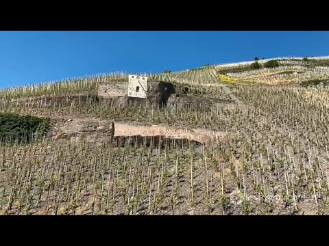 Wine School Episode 74: The Moselle