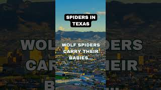 Wolf Spiders in Texas #pestcontrol