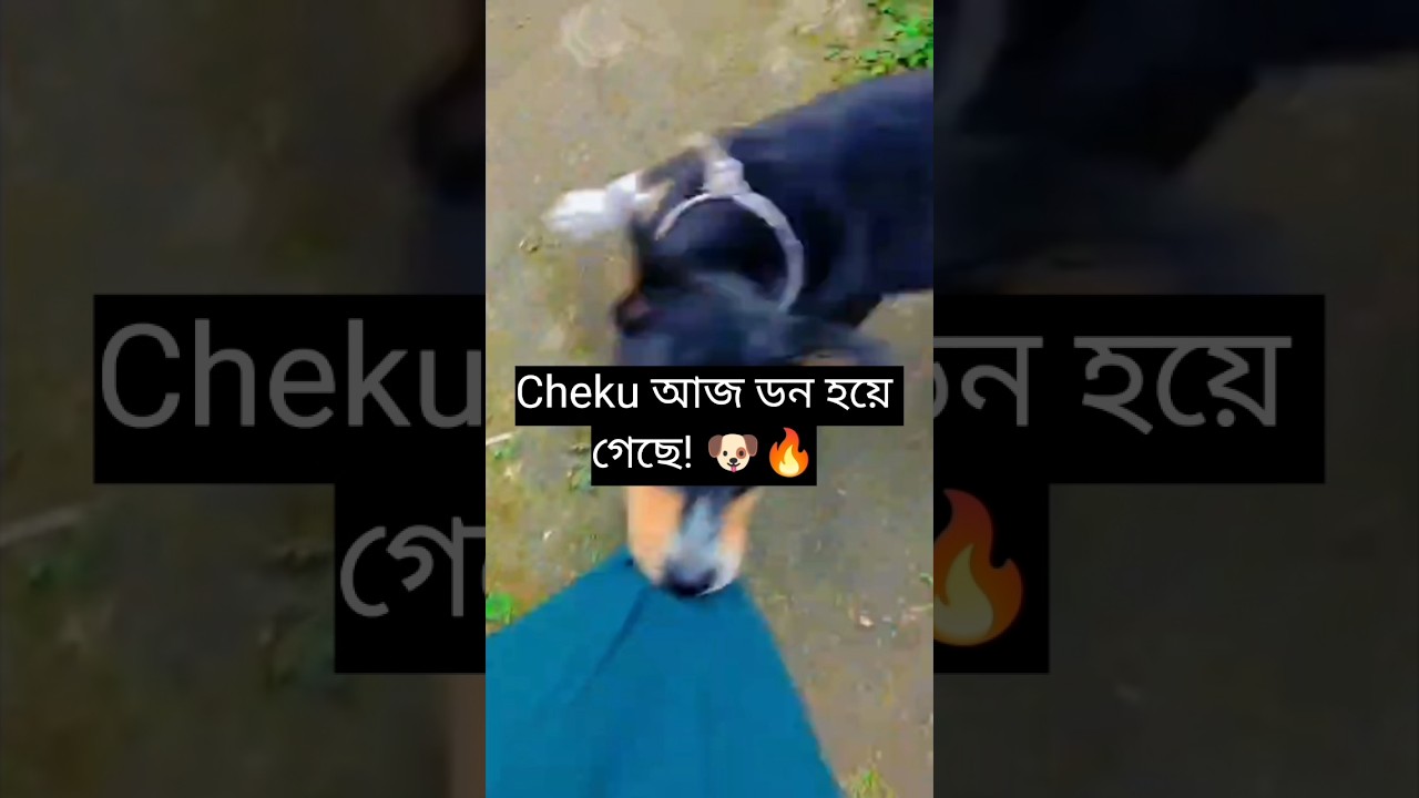 Cheku আজ কাপড় কামড়ে পালালো! 🐶 টানটান উত্তেজনা! #shorts #funny