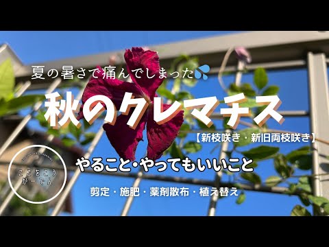 園芸 コモンケイパー、トゲケイパー