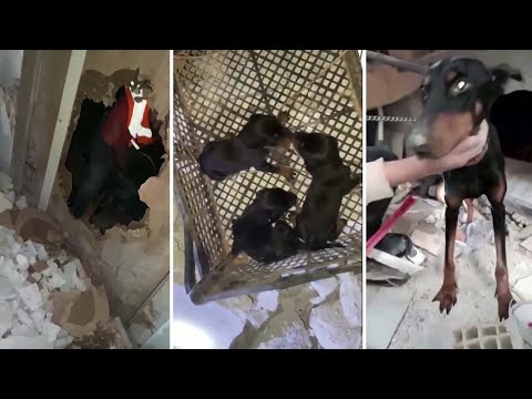 Miraklet i Turkiet: Hund med nyfödda valpar hittad i rasmassorna | TV4 Nyheterna | TV4 & TV4 Play