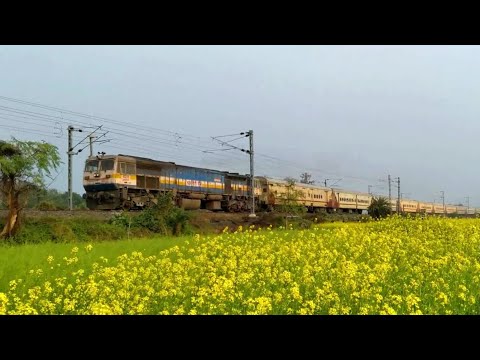 Teesta torsha express speedy run for destiny over the mustered flower field