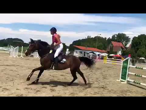 2013 Stute Stolzenberg x Kolibri bis 120cm platziert mit Amazone