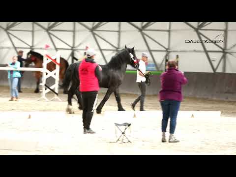 ogier SEKRETARZ ur. 2021 rasa PKZ po QN od SONIA