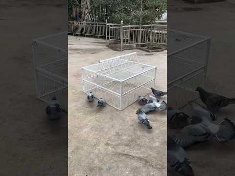 Unique Bird's Cage 😳