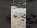 Unique Bird S Cage