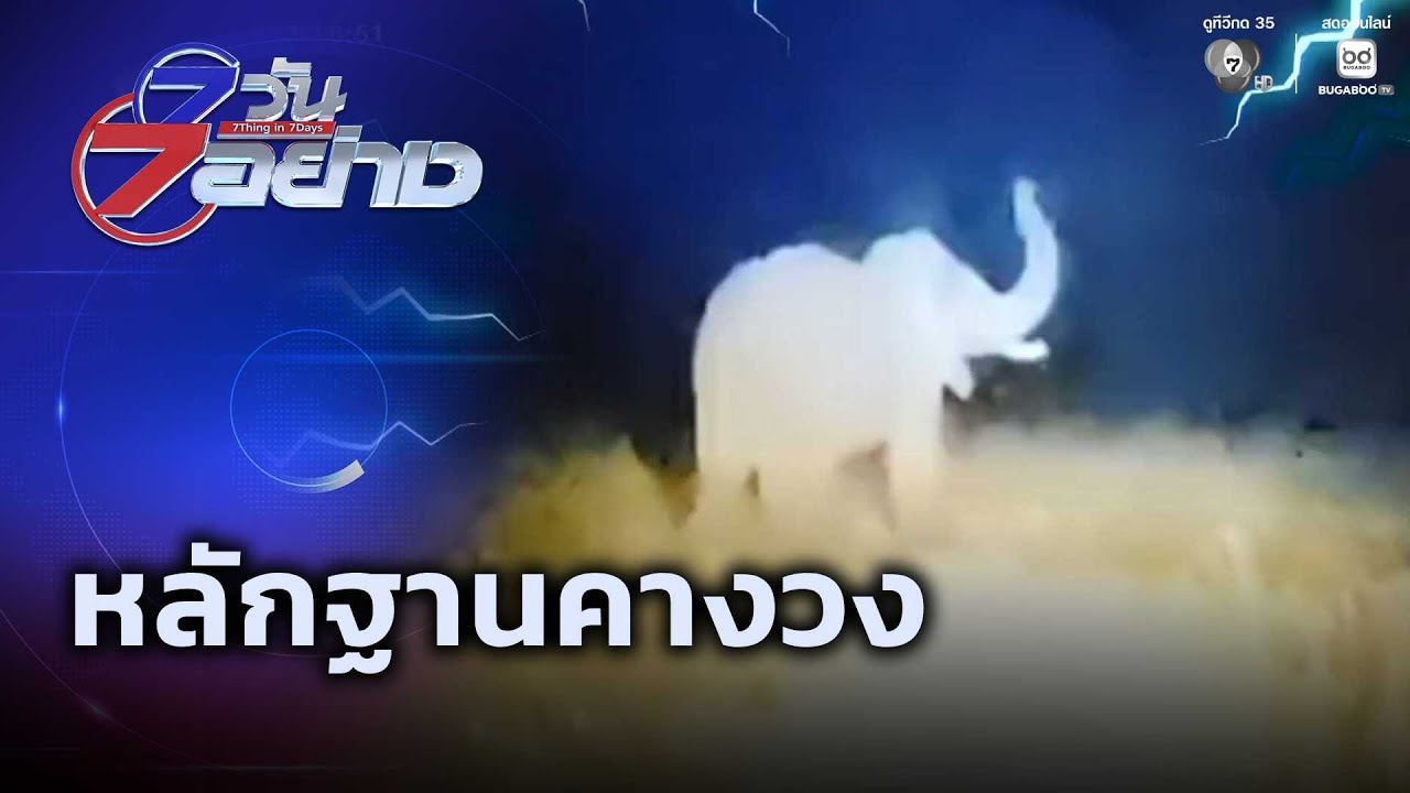 หลักฐานคางวง | 7 วัน 7 อย่าง