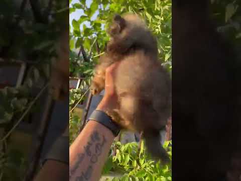 Toy culture pom male 98778 26958