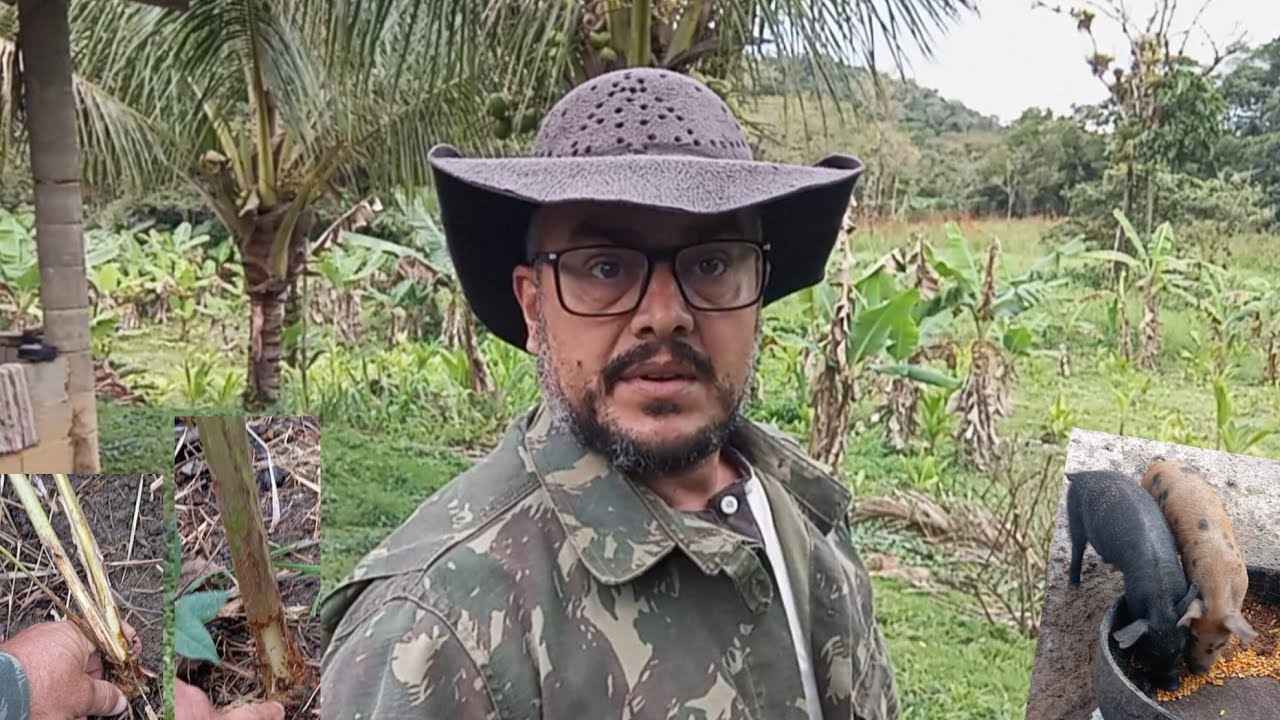 porque estou tão desmotivado, o rato atacou minha plantação 😔