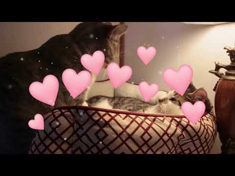 funny animals video 'when animals get love' #pets #funny #animal #cat