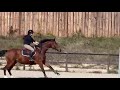 Hongre de 7 ans idéal passage poney cheval