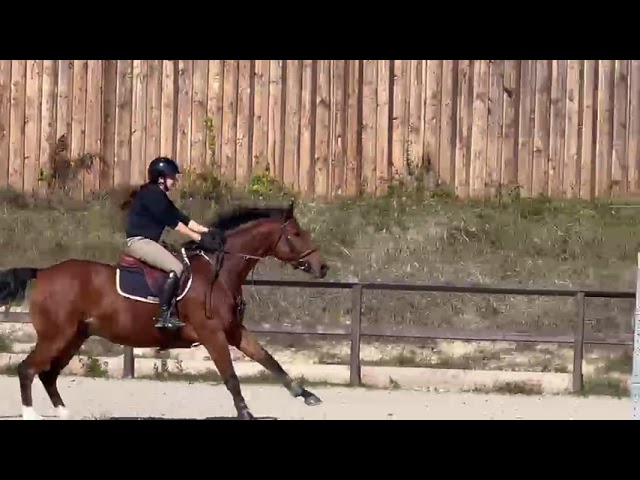 Hongre de 7 ans id&eacute;al passage poney cheval 