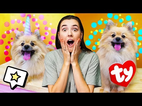 Making Halloween Costumes For My Dog! Video