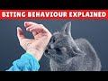 Why Does My Cat BITE Me When I Pet Him And What To Do