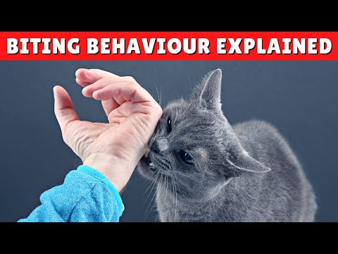 Why Does My Cat BITE Me When I Pet Him? 🙀 And What To Do