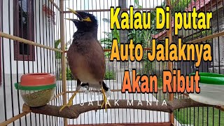 Download lagu Pancingan Jalak Nias Agar Gacor Dengan Suara Burung Jalak Nias Gacor Nembak Langsung Bikin Ribut mp3 Download lagu Pancingan Jalak Nias Agar Gacor Dengan Suara Burung Jalak Nias Gacor Nembak Langsung Bikin Ribut mp3