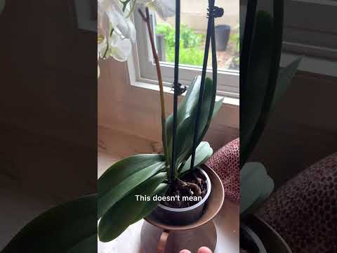 What to do when your #orchid flower stalk starts to die?
