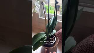 What to do when your #orchid flower stalk starts to die?