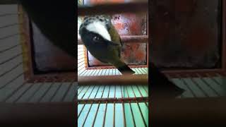 Download lagu kutilang jebra gacor dan ikut bernyanyi. ## cocok buat pemasteran#### mp3 Download lagu kutilang jebra gacor dan ikut bernyanyi. ## cocok buat pemasteran#### mp3