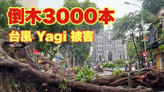 倒木3000本 台風 Yagi 被害