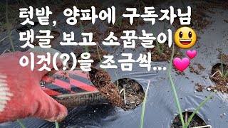 텃밭, 양파에 구독자님 댓글보고 소꿉놀이