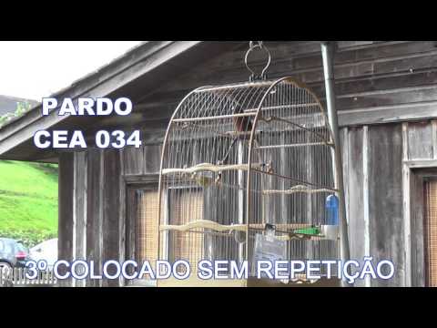PARDO CEA 034 3º sem repetição