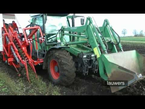 LAUWERS BORO XD AL roses