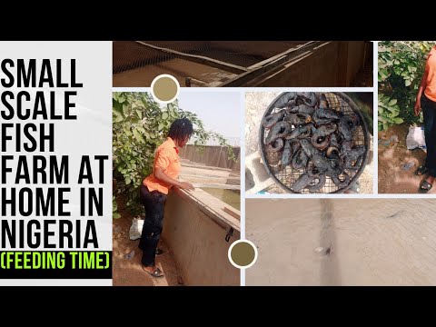 , title : 'Starting a small scale fish farming (Aquarium) business at home in Nigeria 2022./VLOG'