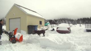 preview picture of video 'a dog with a snowblower!'