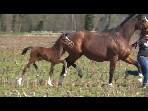 *2020 Stute von Bon Vivaldi NRW - Prince Thatch xx SOLD!!!