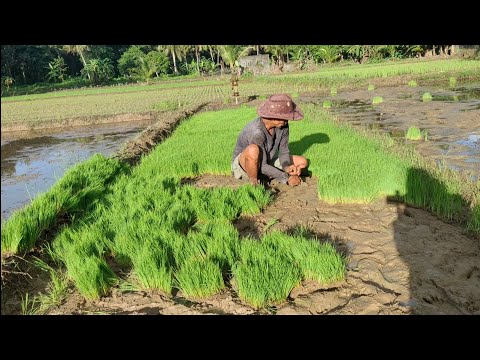 P1 ARAW NG PAGTATANIM NG PALAY - Vlog#603/ Lagonoy Camarines Sur