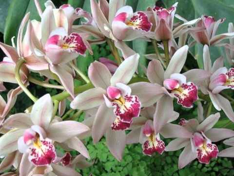 comment soigner une orchidee qui a perdu ses fleurs