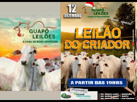 LEILÃO DE GADO EM GUAPÓ - GOIÁS  12/12/2025