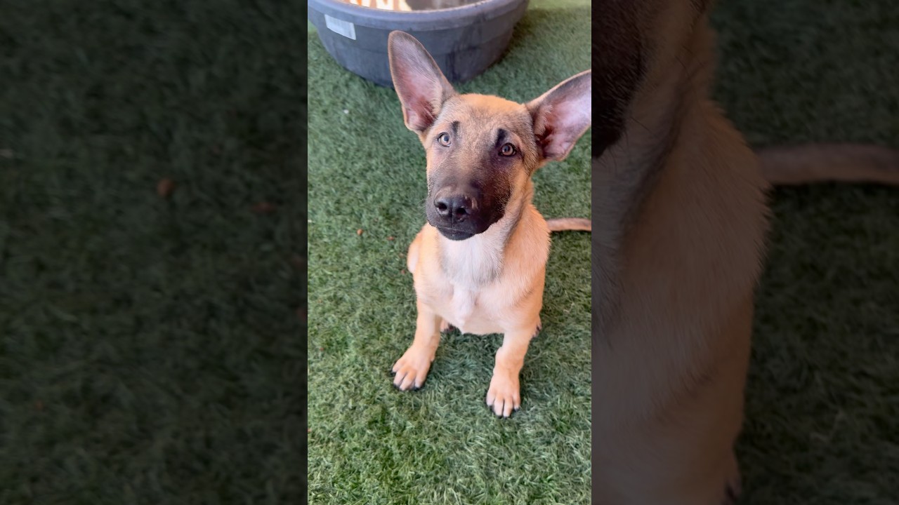 Enlarge Smokey, a ADOPTABLE mixed breed in PHOENIX, AZ video 4/5