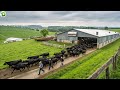 Brazilian Farmers Secret To Sustainable Livestock Farming Free Range Cattle Farm
