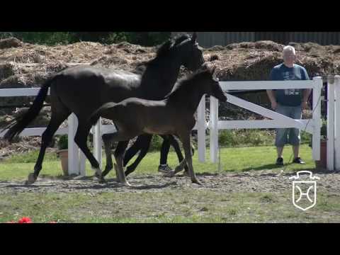 NF230 Stutfohlen von Diarado - Quo Vados I - Lux Z