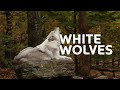 Yellowstone S White Wolf A Tale Of Survival And Strength