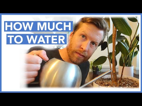 How to Water Houseplants CORRECTLY | How-to Ep 19