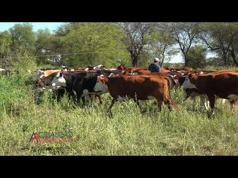 Ganadería - Establecimiento San Juan - Santa Sylvina Provincia del Chaco - segunda parte.