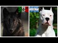 top10 razas de perros mas poderosos de cada pais