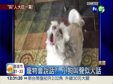 "叫"人大吃一驚! 貓狗會說話?