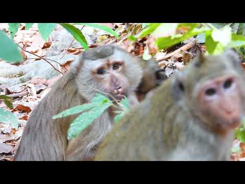 Life in peace of Macaque with Crab_Monkey