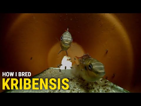 Pelvicachromis pulcher — domáci chov a rozmnožovanie s jaskyňou