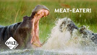 Are Hippos Turning into Carnivores, Tough Times in Africas Okavango Delta