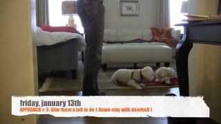 Maltese Poodle: Dog Training for Treadmill, Obedience Training, Stop Barking