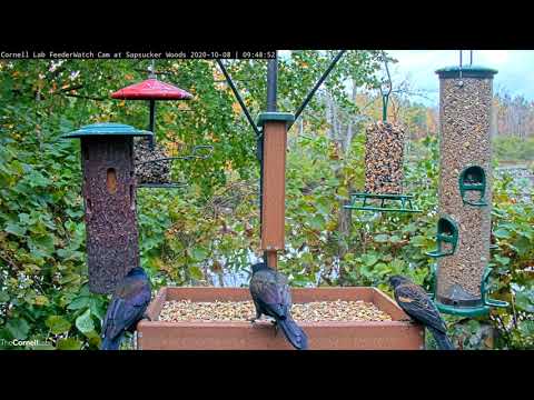 Red-winged Blackbirds and Common Grackles Visit Cornell Feeder En Masse – Oct. 8, 2020