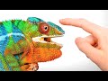 When a Chameleon Trusts You…