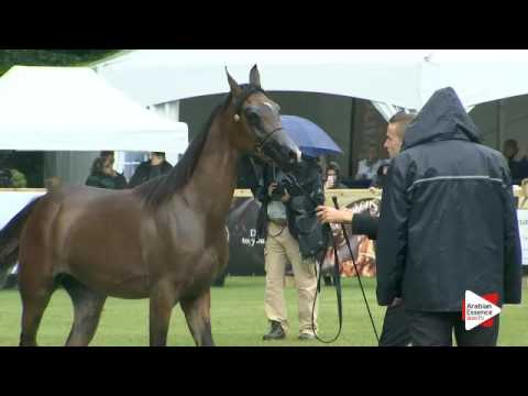 N.14 CHADLI AF - Bruges 2016 - Yearling Colts - National (Class 2)