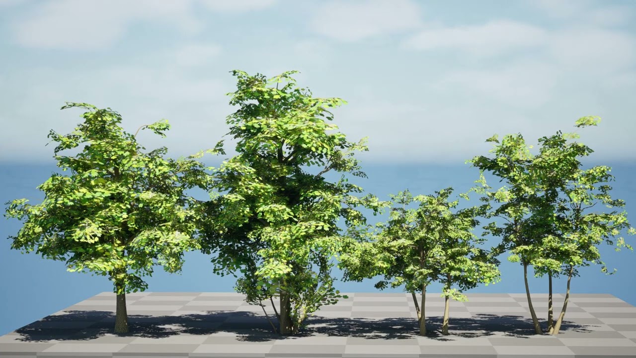 Maple Tree 3D Model